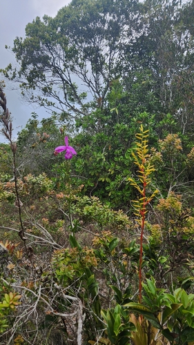 Orquídea-do-brejo