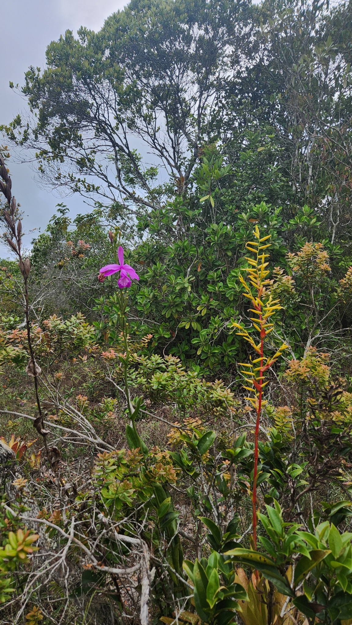 Imagem de Orquídea-do-brejo