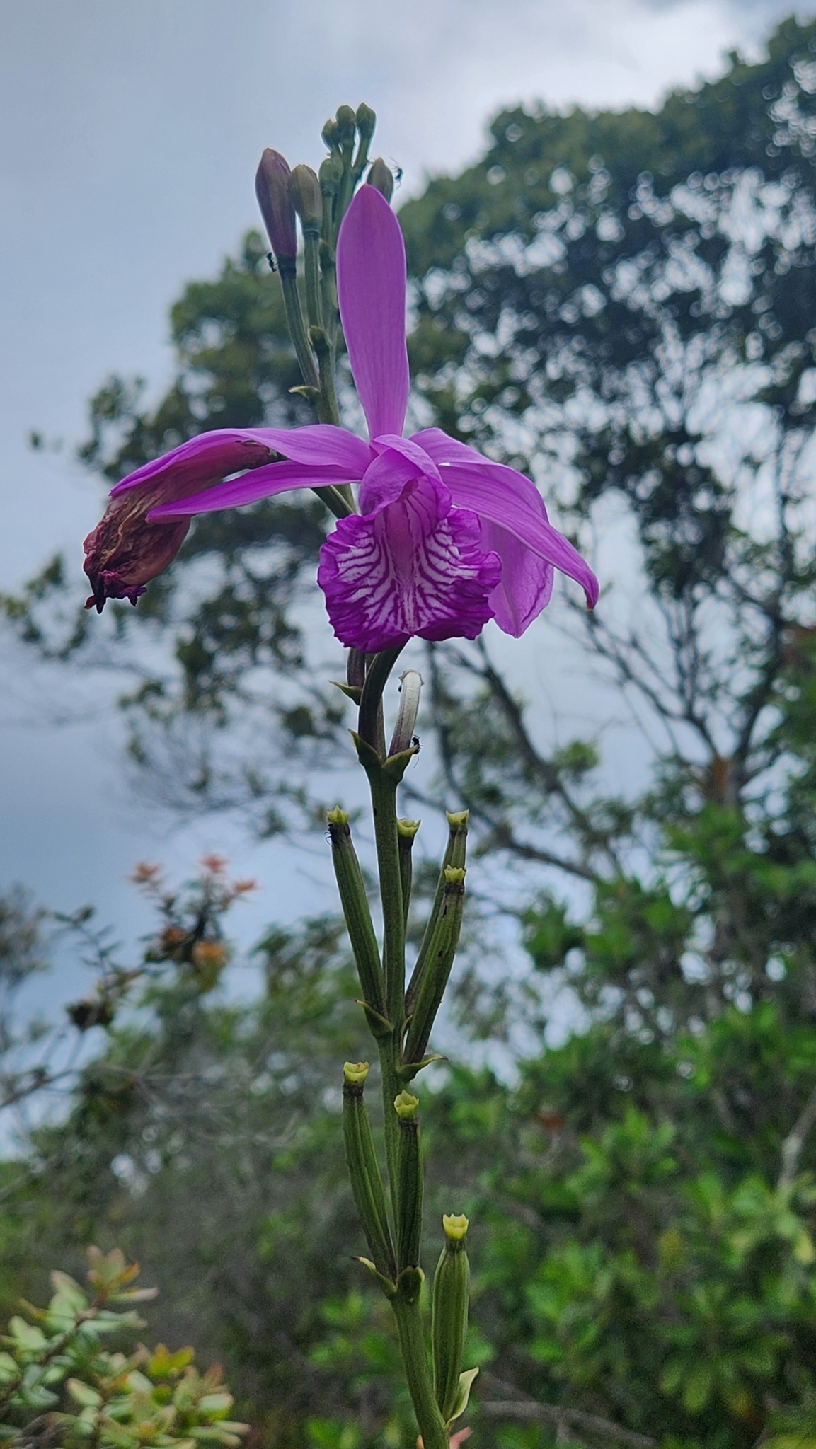 Imagem de Orquídea-do-brejo