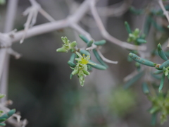 Gymnocarpos decander