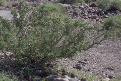 Psorothamnus arborescens minutifolius
