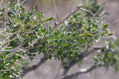 Psorothamnus arborescens minutifolius
