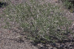 Psorothamnus arborescens minutifolius
