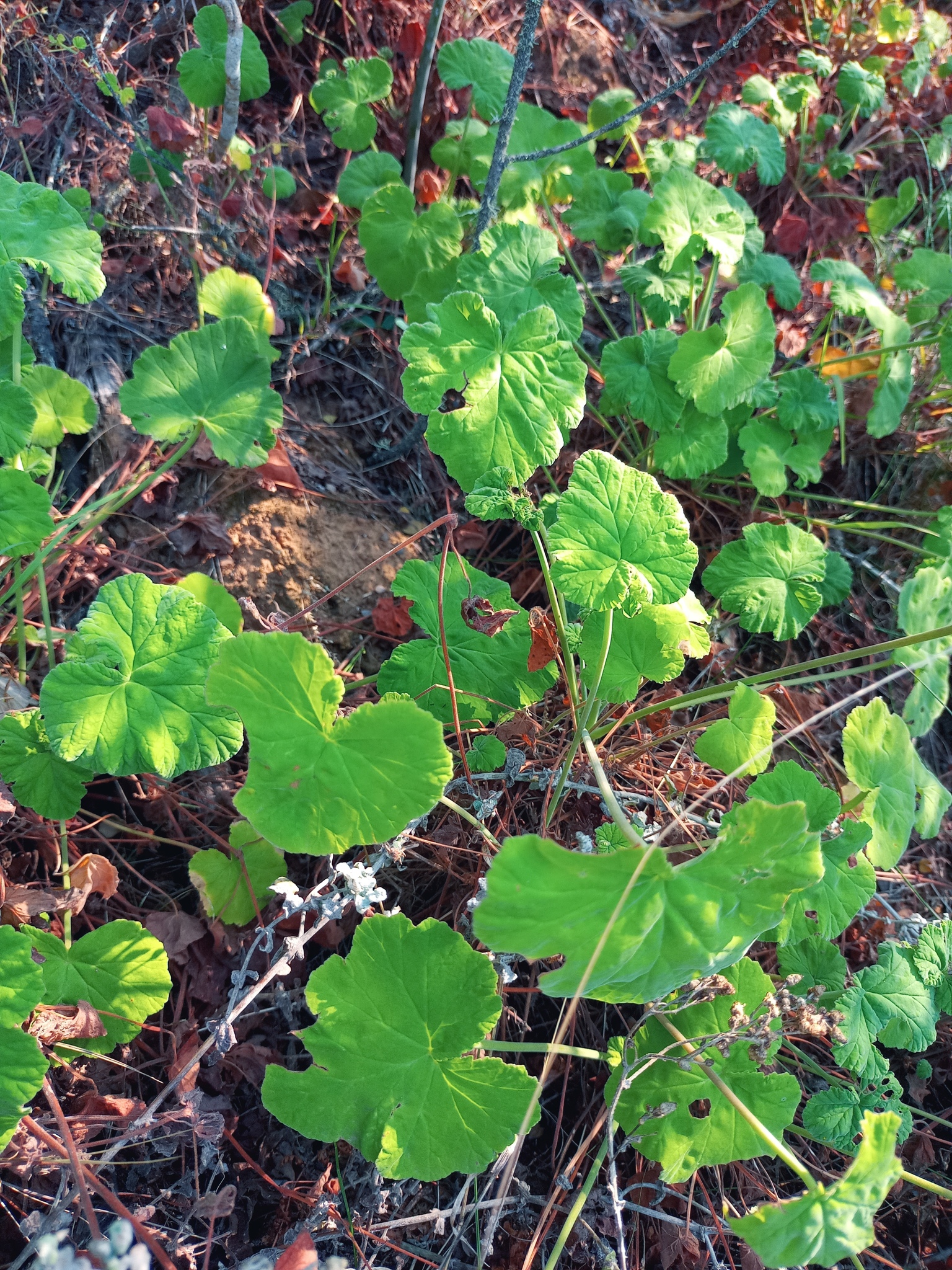Imagem de Malva-cheirosa