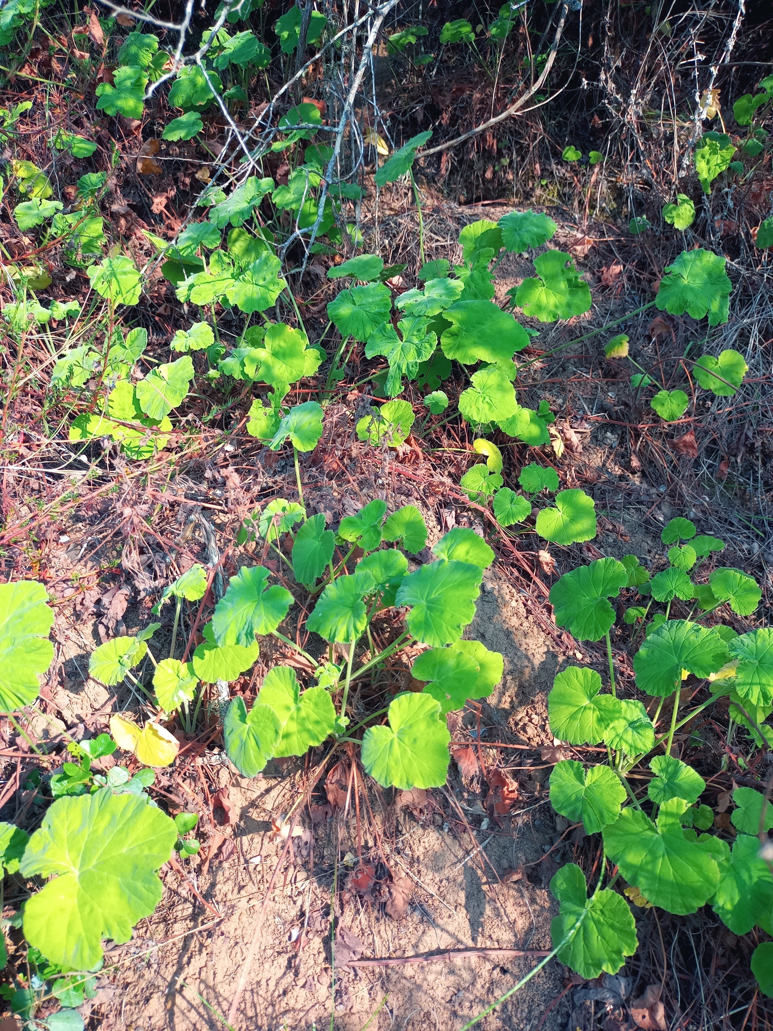 Imagem de Malva-cheirosa