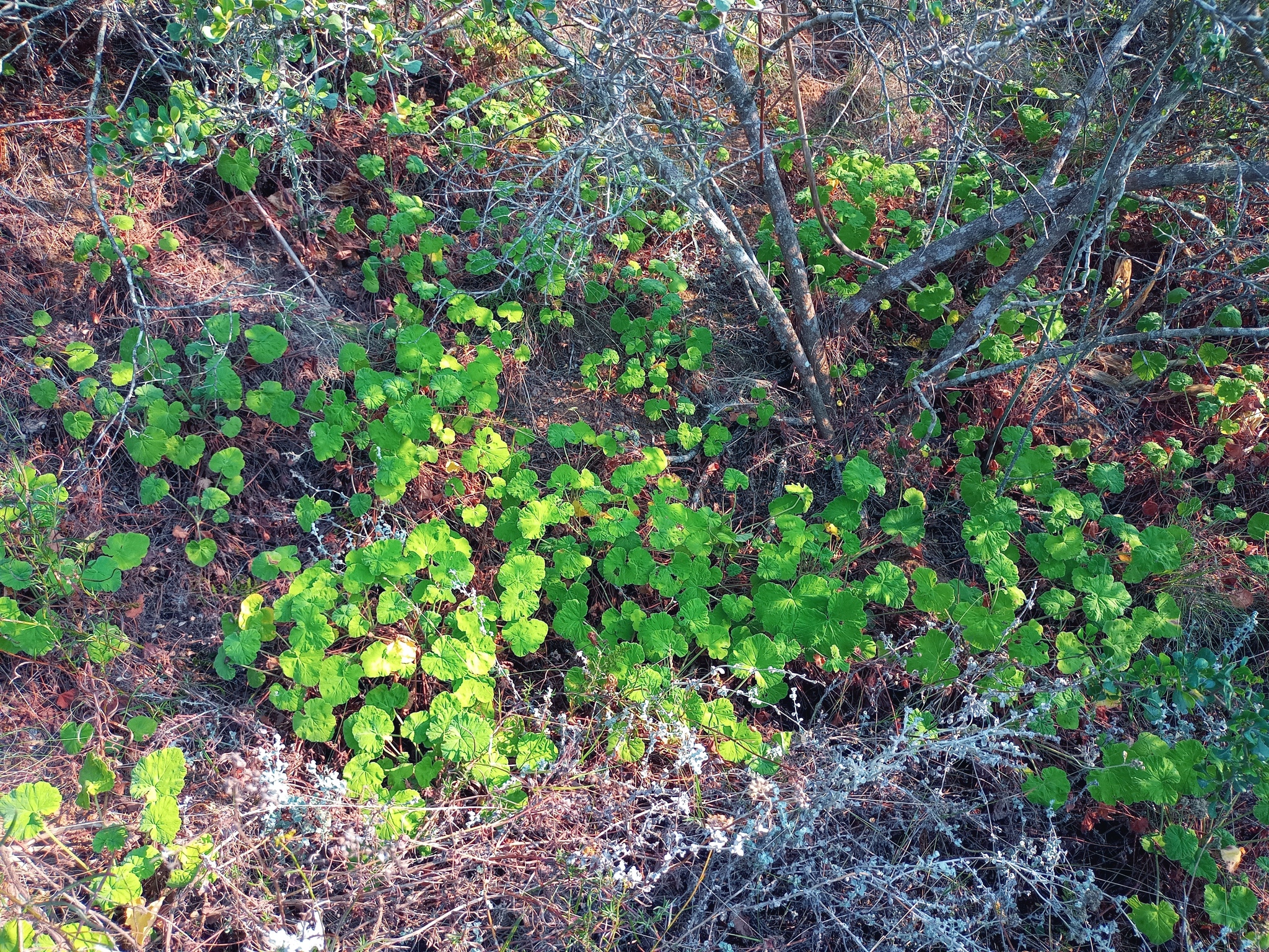 Imagem de Malva-cheirosa