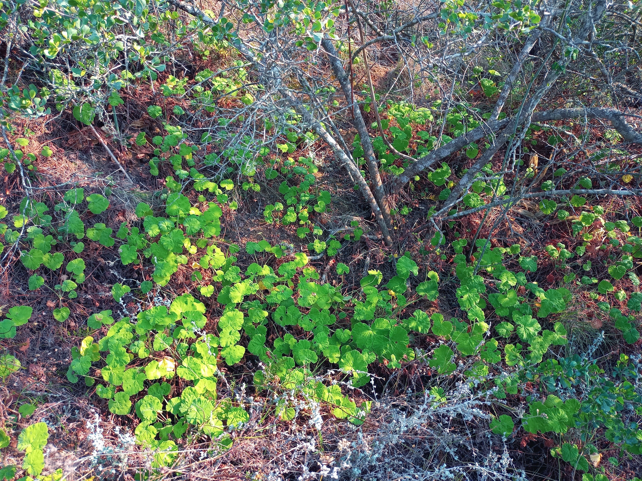 Imagem de Malva-cheirosa