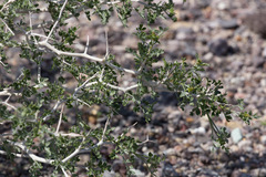 Psorothamnus arborescens minutifolius