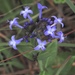 Declieuxia cordigera angustifolia - Photo (c) desertnaturalist,  זכויות יוצרים חלקיות (CC BY), הועלה על ידי desertnaturalist