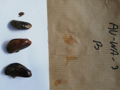 Zostera muelleri