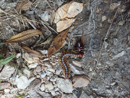 Photo of Amazonian Tricolor Centipede (Scolopendra viridicornis)