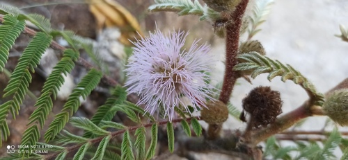 Mimosa foliolosa, 2022-03-03
