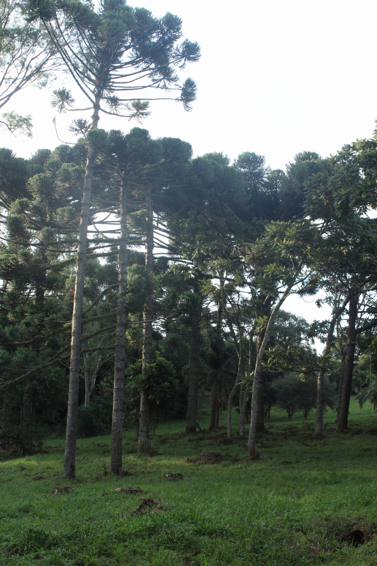 Araucaria angustifolia