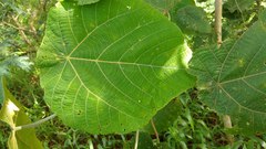 Macaranga carolinensis