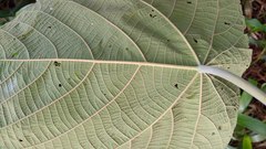 Macaranga carolinensis