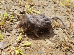 Sorex vagrans