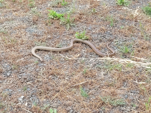 Eastern Brown Snake sighting