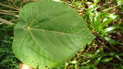 Macaranga carolinensis