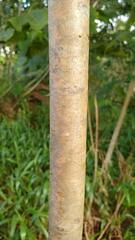 Macaranga carolinensis