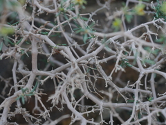Gymnocarpos decander