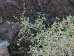 Gymnocarpos decander