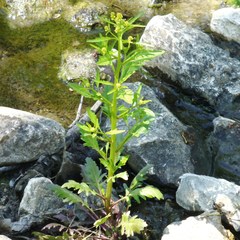 Rorippa sessiliflora