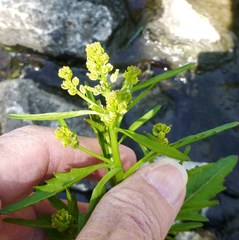 Rorippa sessiliflora