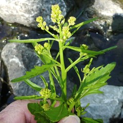Rorippa sessiliflora