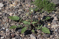 Chylismia claviformis rubescens