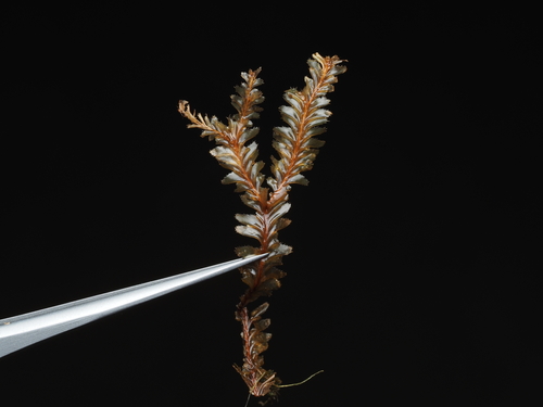Plagiochila vincentina