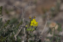 Chylismia claviformis rubescens