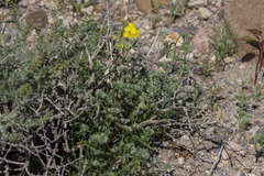 Chylismia claviformis rubescens
