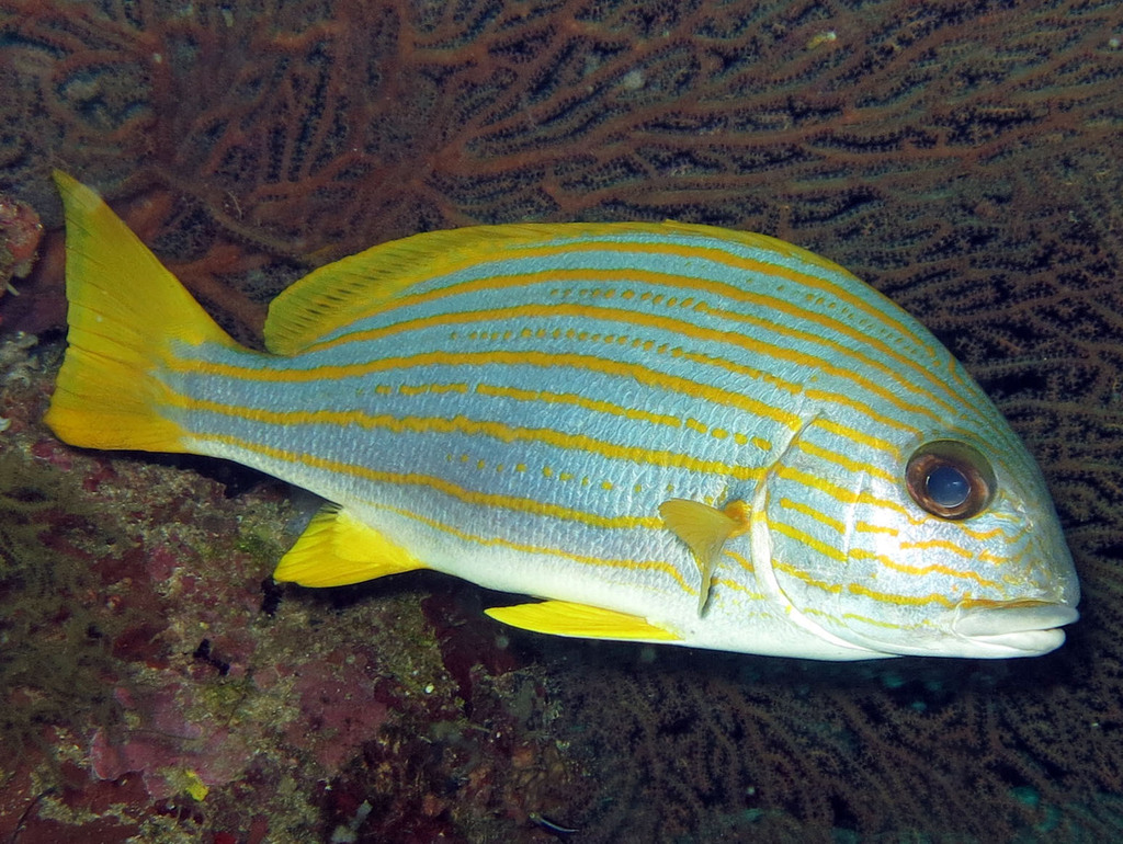Goldenlined Sweetlips