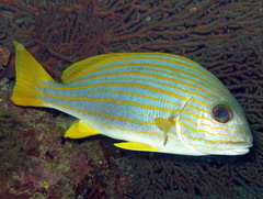 Goldenlined Sweetlips photo 1