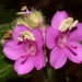 Gravesia hirtopetala - Photo (c) dscherberich, algunos derechos reservados (CC BY-NC), subido por dscherberich