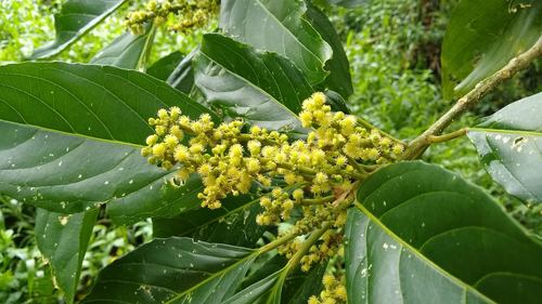 Claoxylon carolinianum