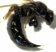 Sierola thorpei