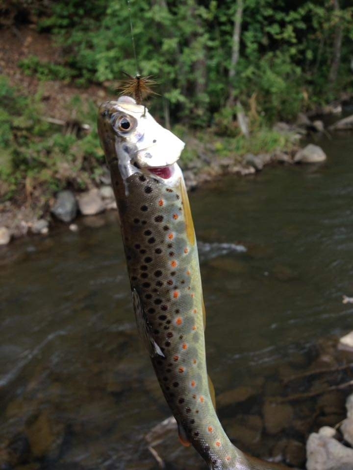 Visovac's Trout