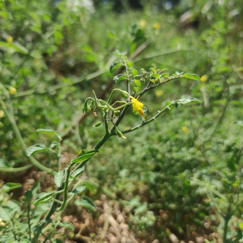 Foto de Tomate cereja