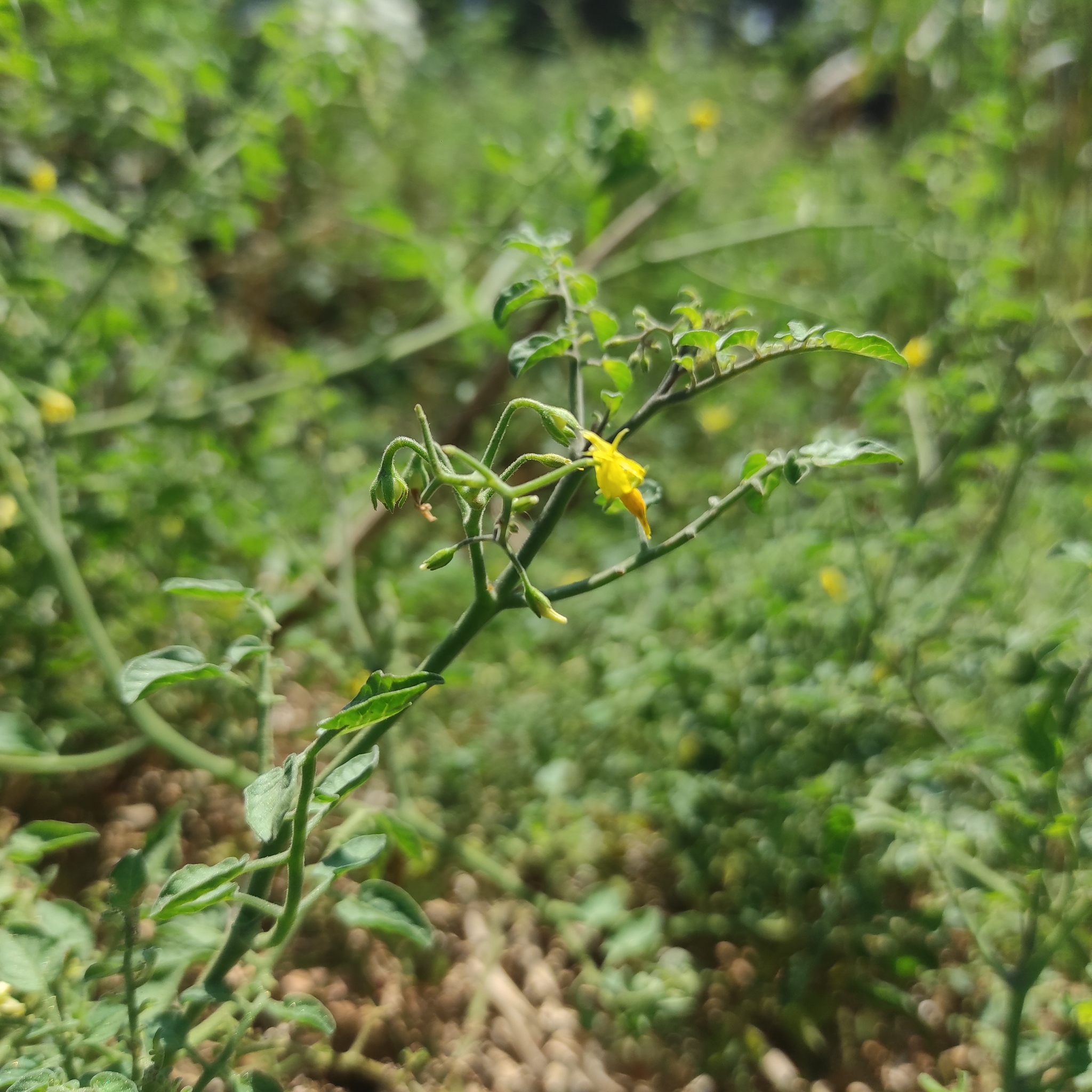 Imagem de Tomate cereja