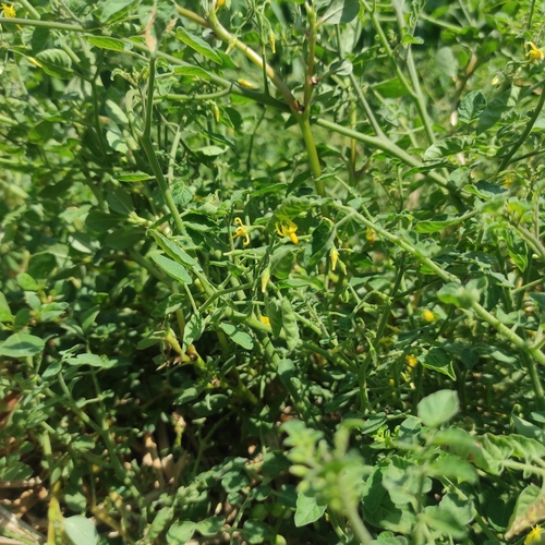 Foto de Tomate cereja
