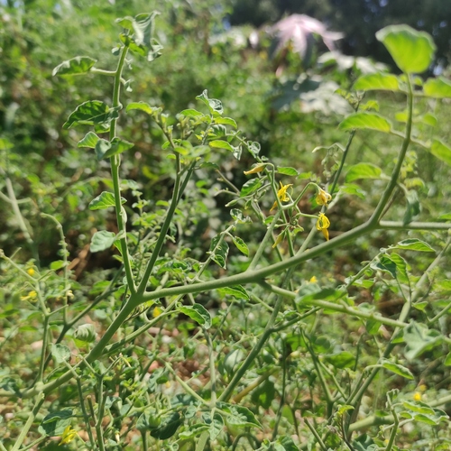 Foto de Tomate cereja