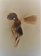 Eutrichosomella