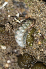 Chitonoidea