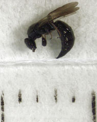 Sierola thorpei