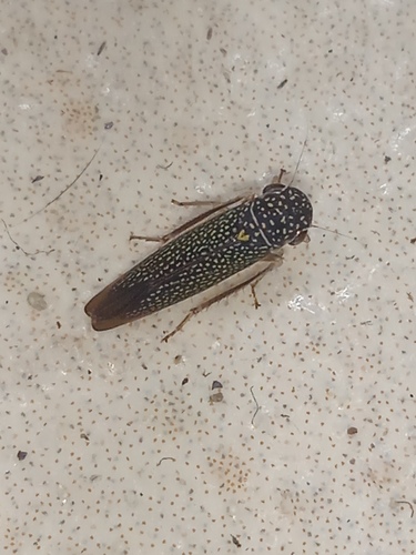 Macugonalia testudinaria observed 2024-02-05