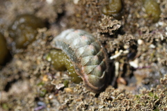 Chitonoidea