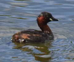 Tachybaptus ruficollis