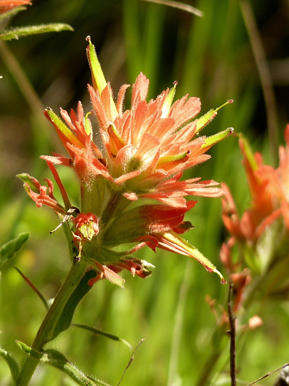 Swale Paintbrush Proposed Endangered