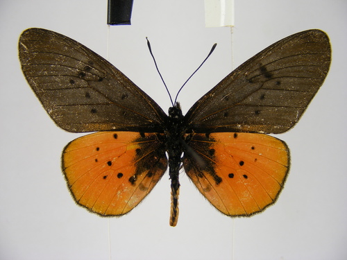 Stephenia asboloplintha